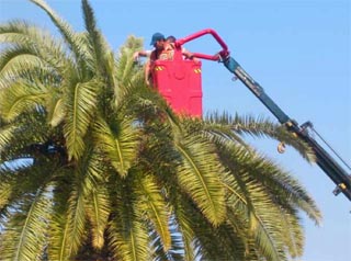 El picudo rojo amenaza las palmeras de Écija