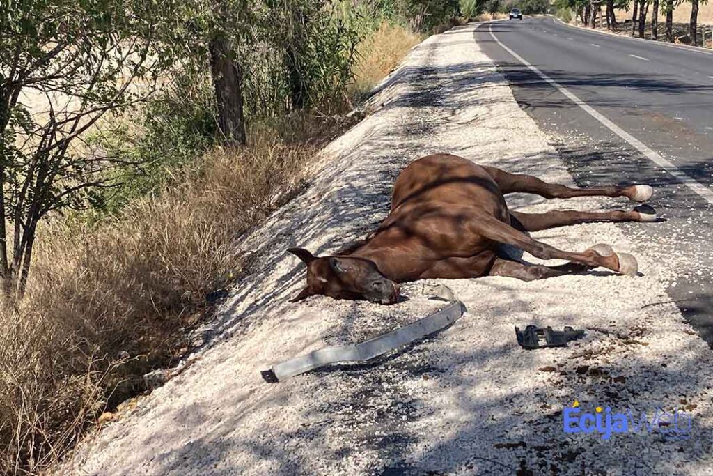Uno de los caballos muertos en el accidente